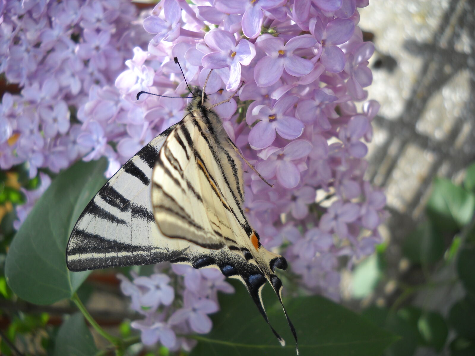 Nikon Coolpix L20 sample photo. Beautiful, flowers, butterfly, lilac photography
