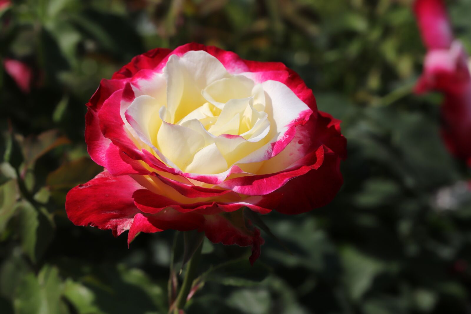 Canon EOS 6D Mark II sample photo. Rose, petal, flowers photography