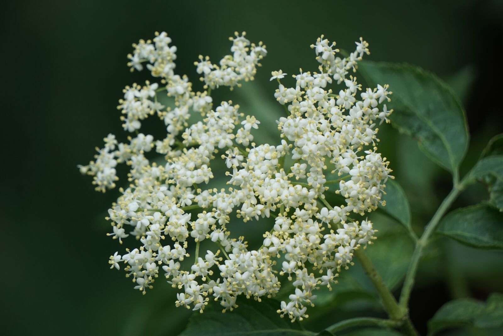 Sony a6000 sample photo. Flowers, flower, nature photography