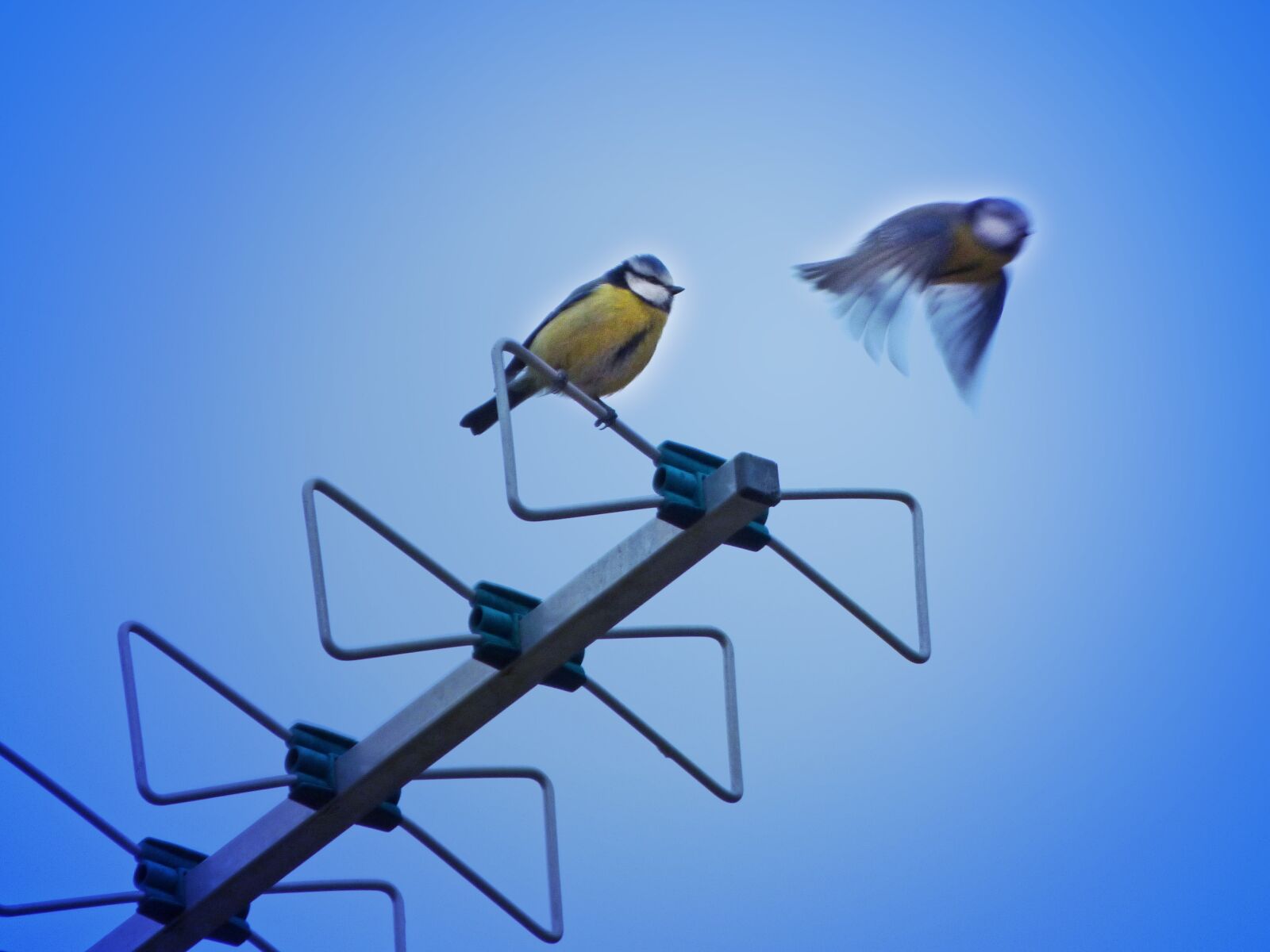 Panasonic Lumix DMC-FZ70 sample photo. Bird, antenna, tit photography