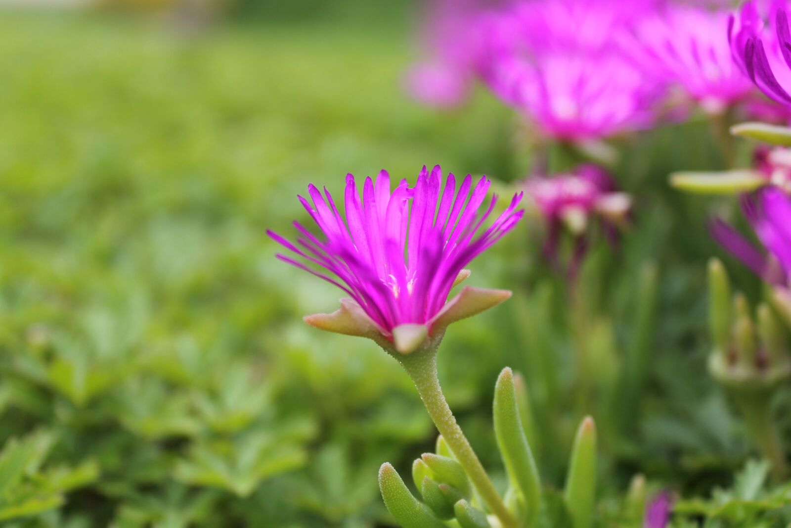 Canon EOS 1100D (EOS Rebel T3 / EOS Kiss X50) sample photo. Nature, blossom, bloom photography