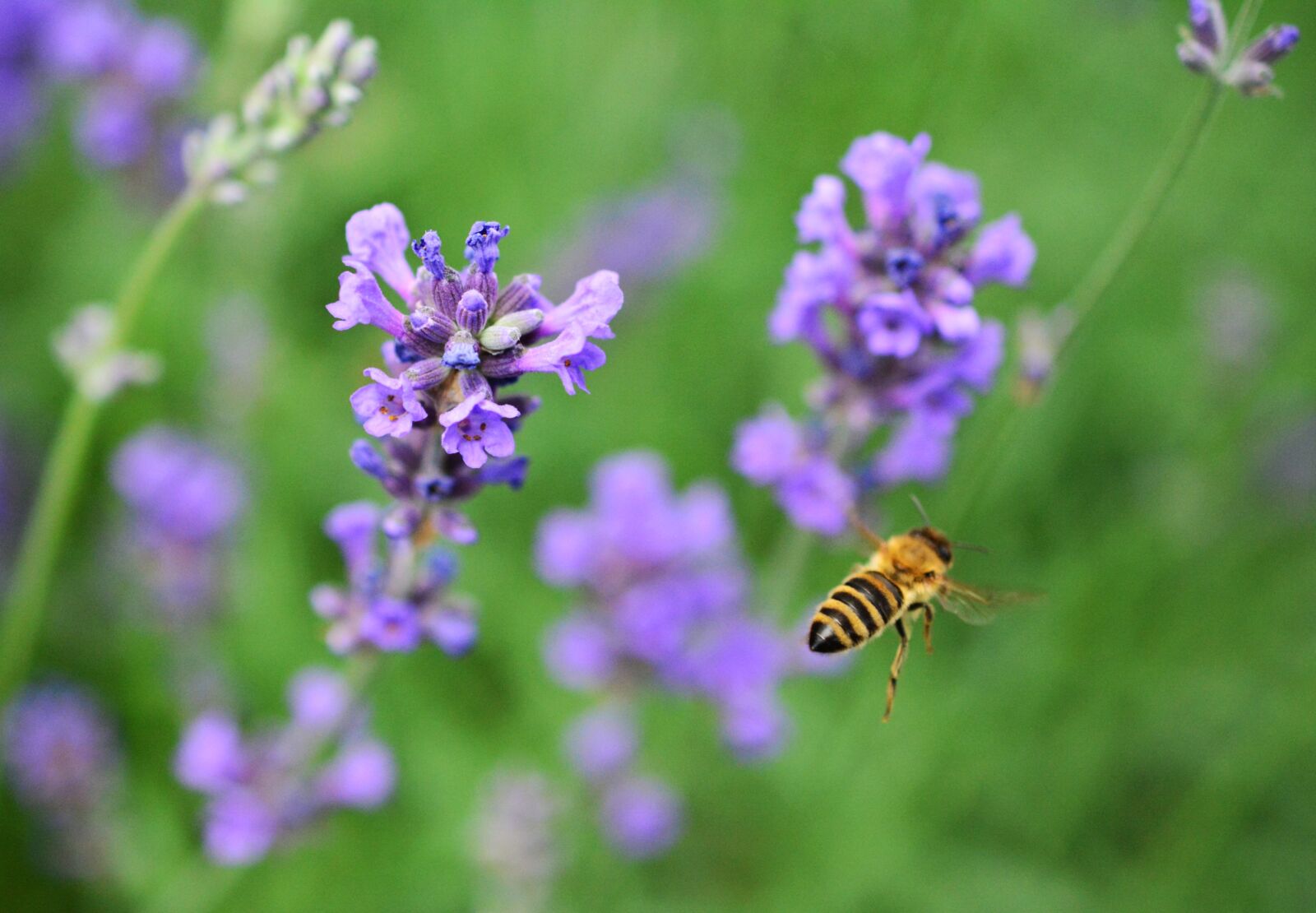 Nikon D5200 sample photo. Lavender, lavandula, garden photography