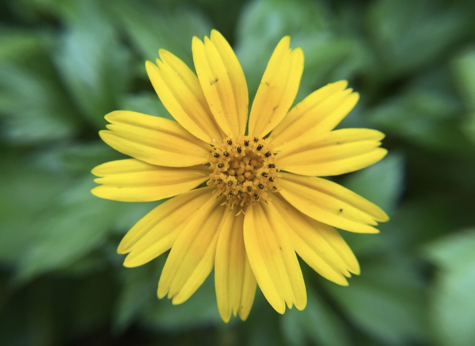iPhone 6s Plus back camera 4.15mm f/2.2 sample photo. Flower, yellow, nature photography