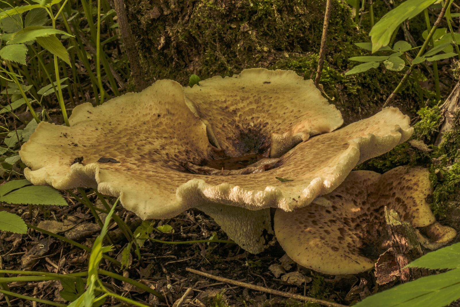 Canon EOS 1100D (EOS Rebel T3 / EOS Kiss X50) + Canon EF 50mm F1.8 II sample photo. Mushroom, forest, mushroom in photography