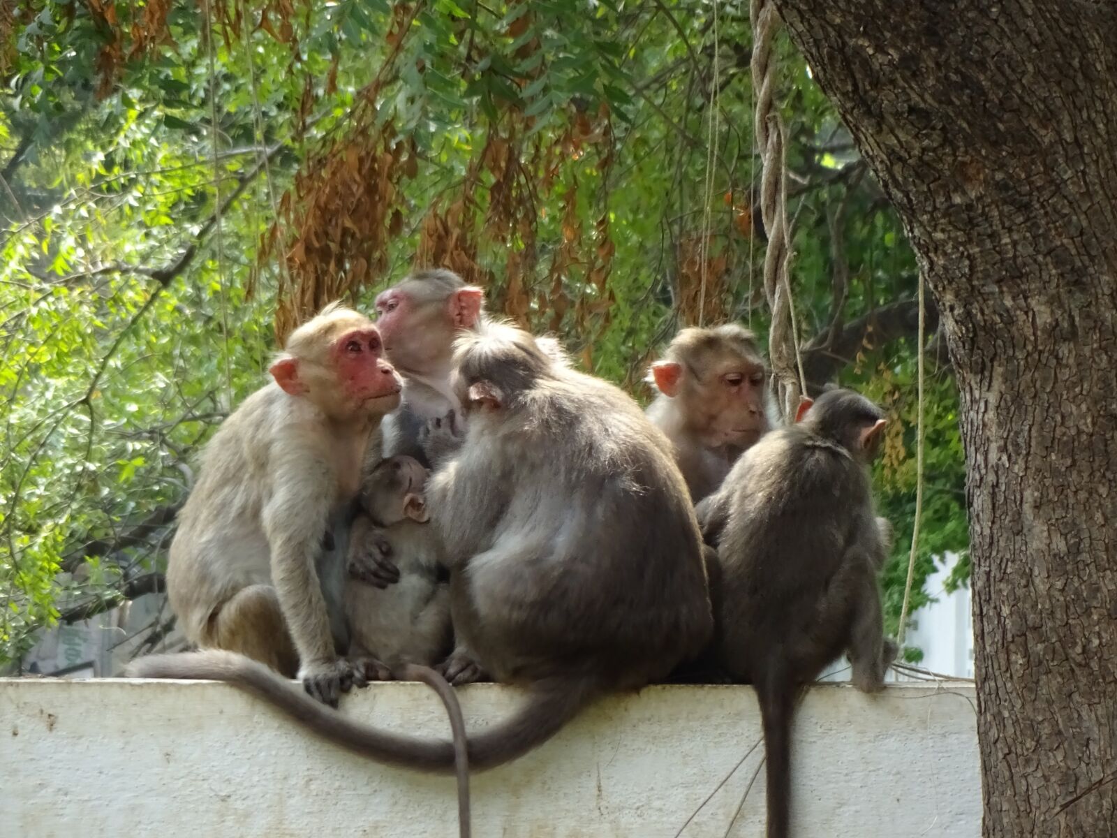 Sony Cyber-shot DSC-WX220 sample photo. India, tiruvanamalai, ape photography