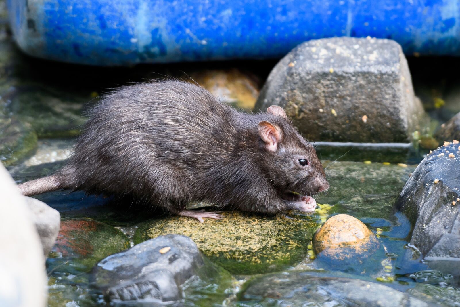 Nikon D3400 sample photo. Mouse, animal, cute photography