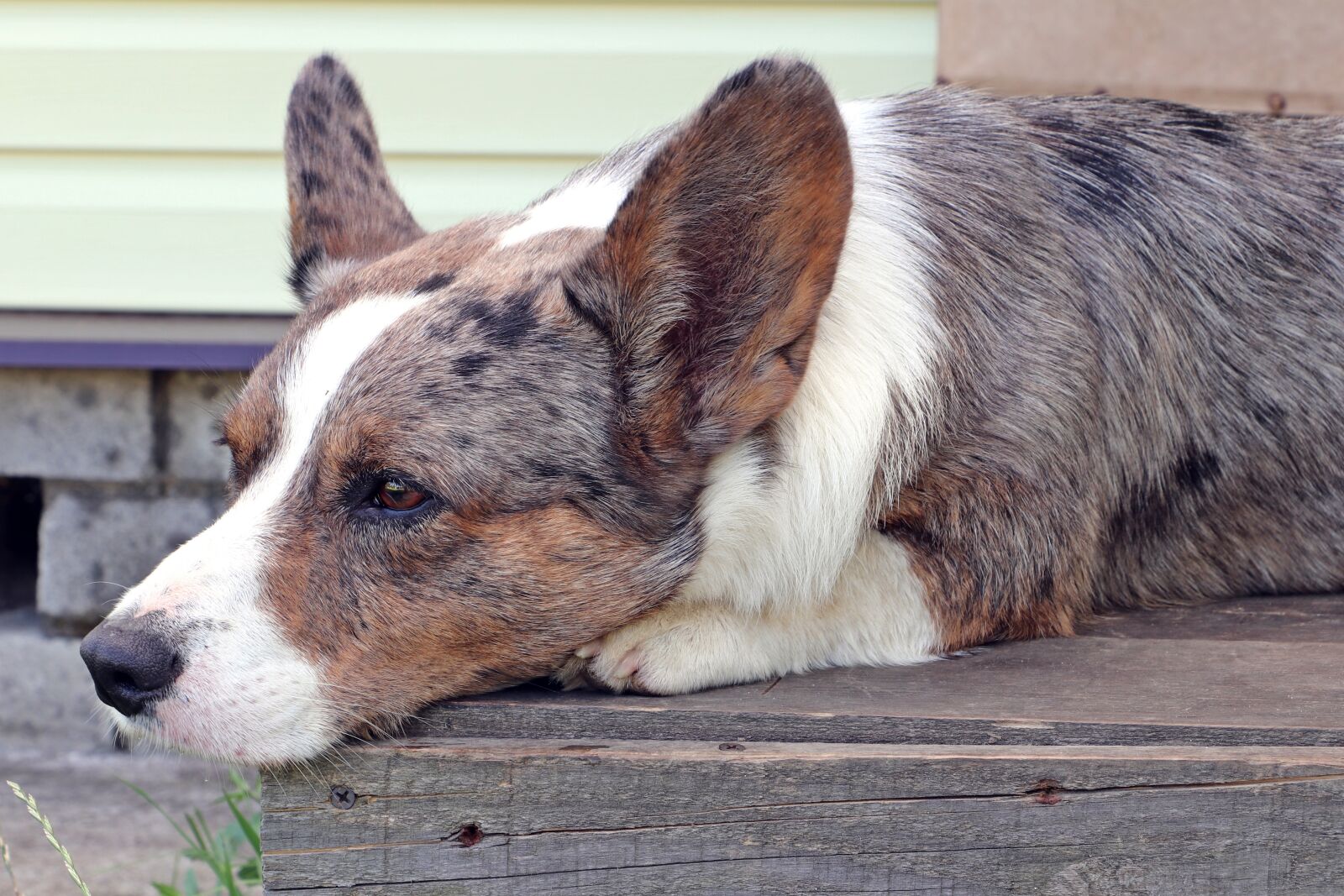 Canon EF-S 18-135mm F3.5-5.6 IS STM sample photo. Dog, corgi, breed photography