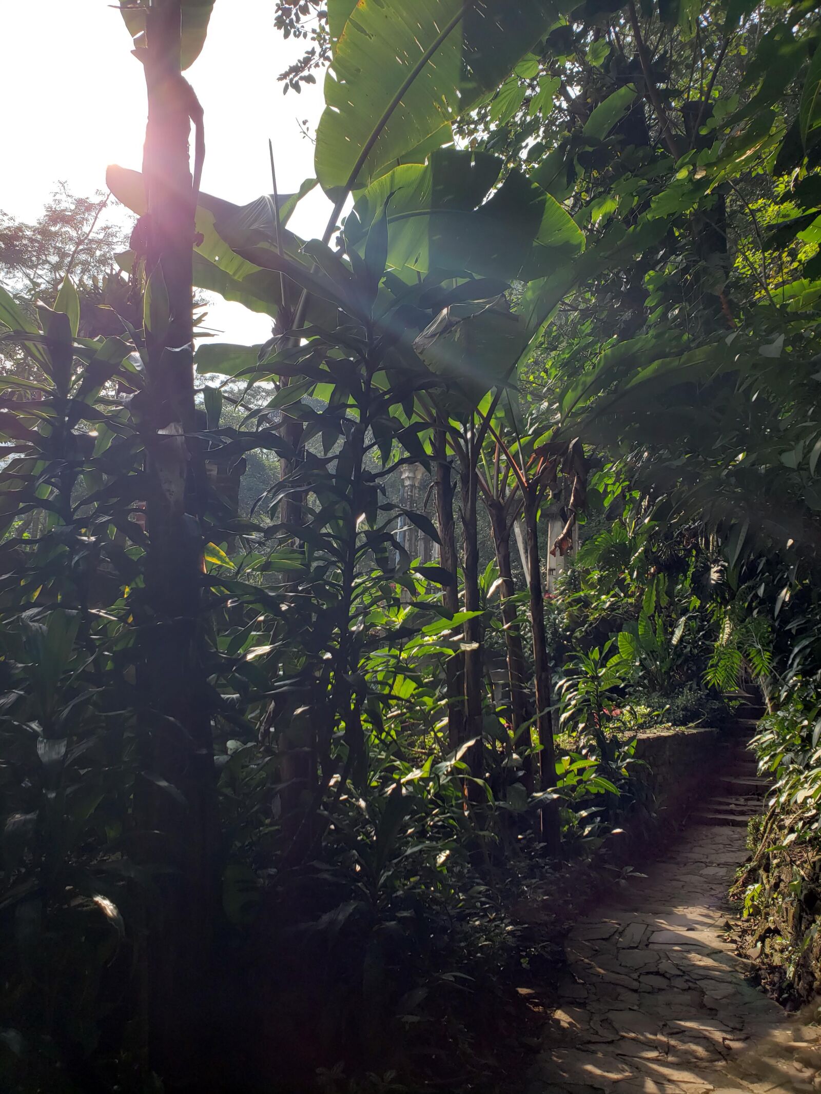 Samsung Galaxy S9+ sample photo. Nature, green, forest photography