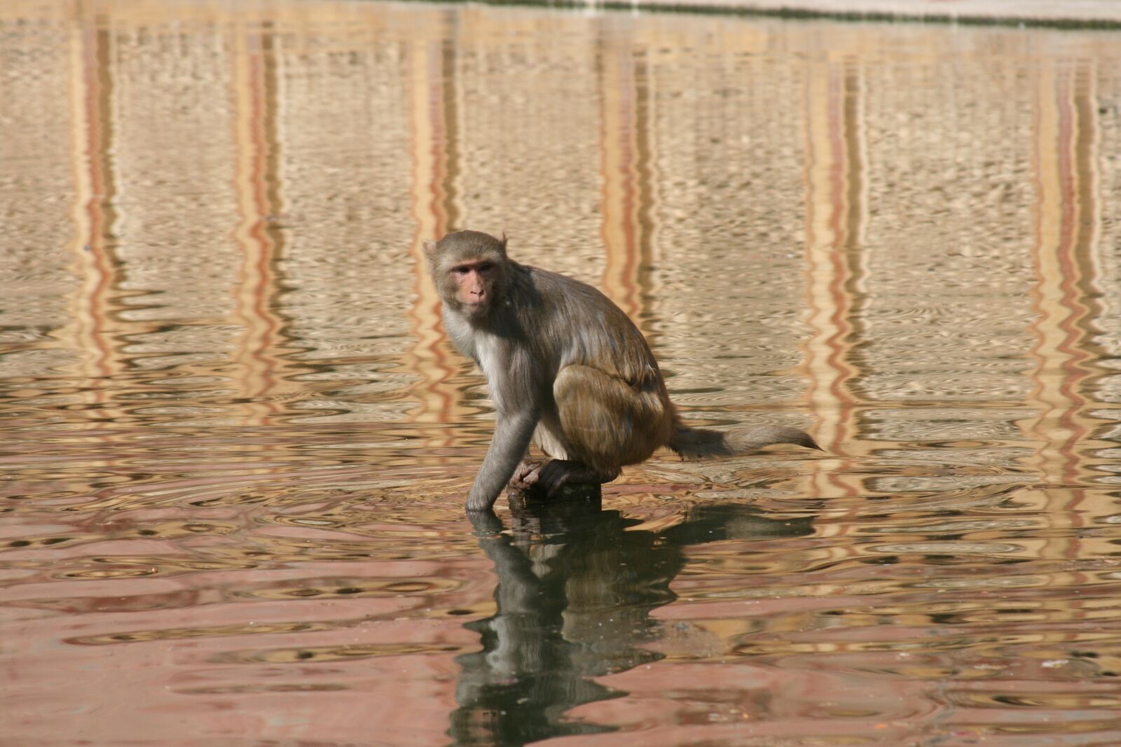 Canon EOS 400D (EOS Digital Rebel XTi / EOS Kiss Digital X) sample photo. Little monkey, mammal, animal photography