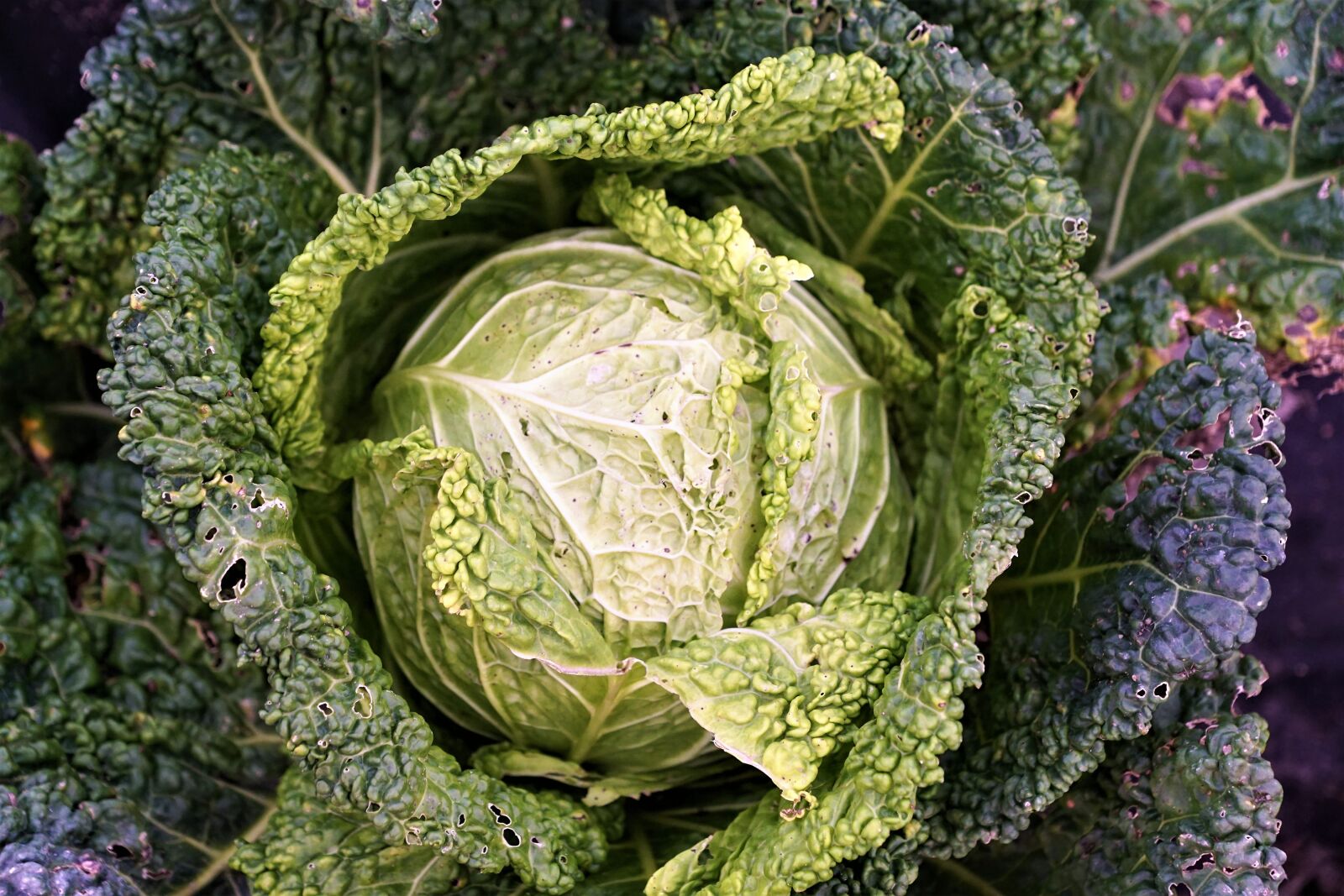 Sony ILCA-77M2 + Sony DT 16-50mm F2.8 SSM sample photo. Kohl, kale, summer photography