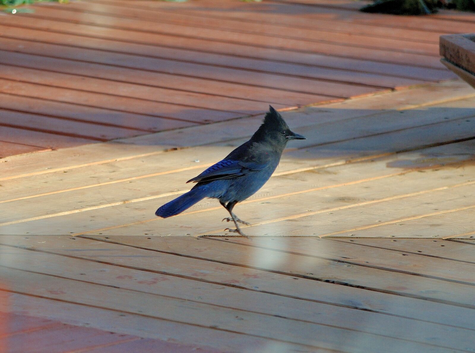 Nikon D5000 sample photo. Jay, bird, wildlife photography