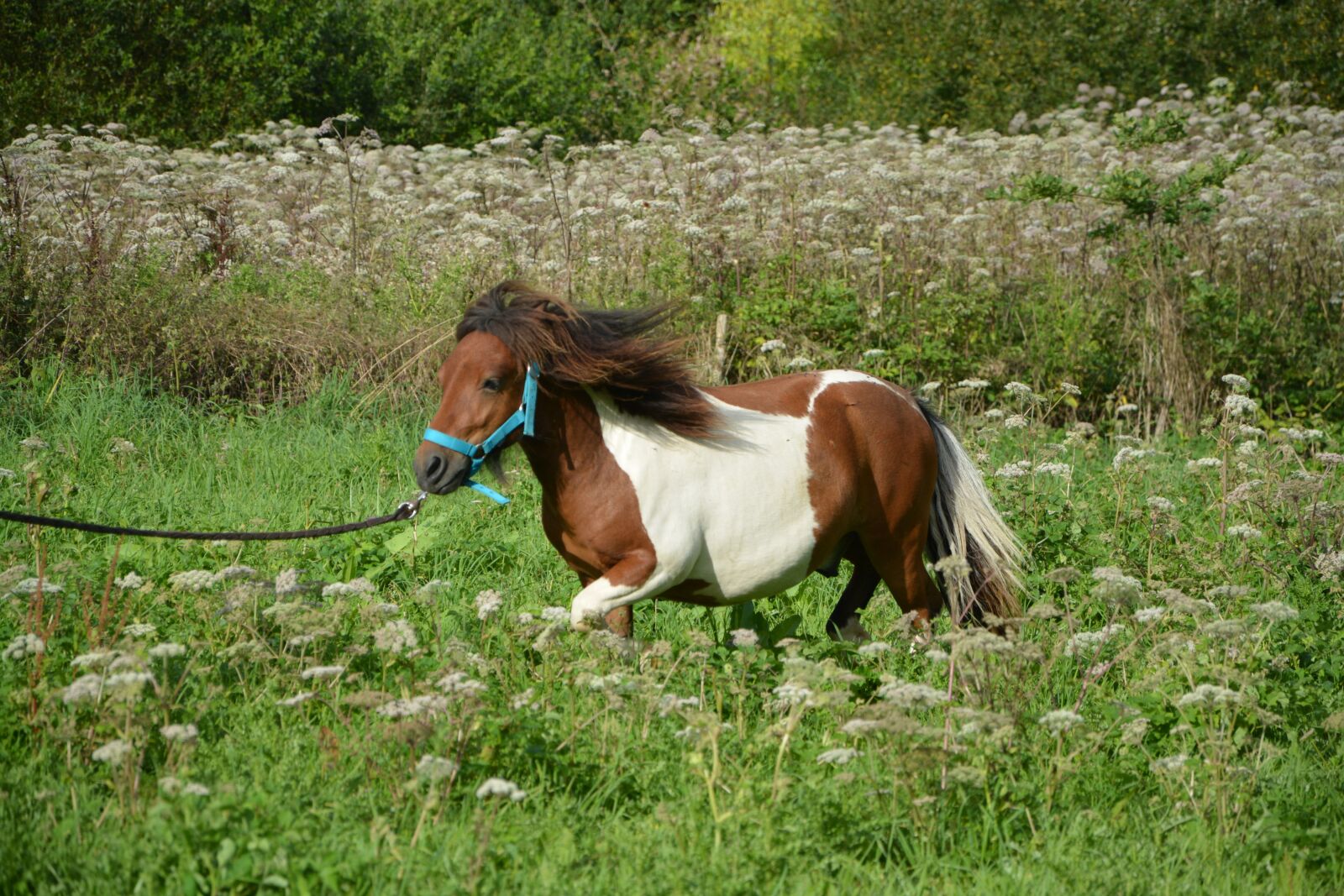 Nikon D5200 sample photo. Shetland pony, run, horse photography