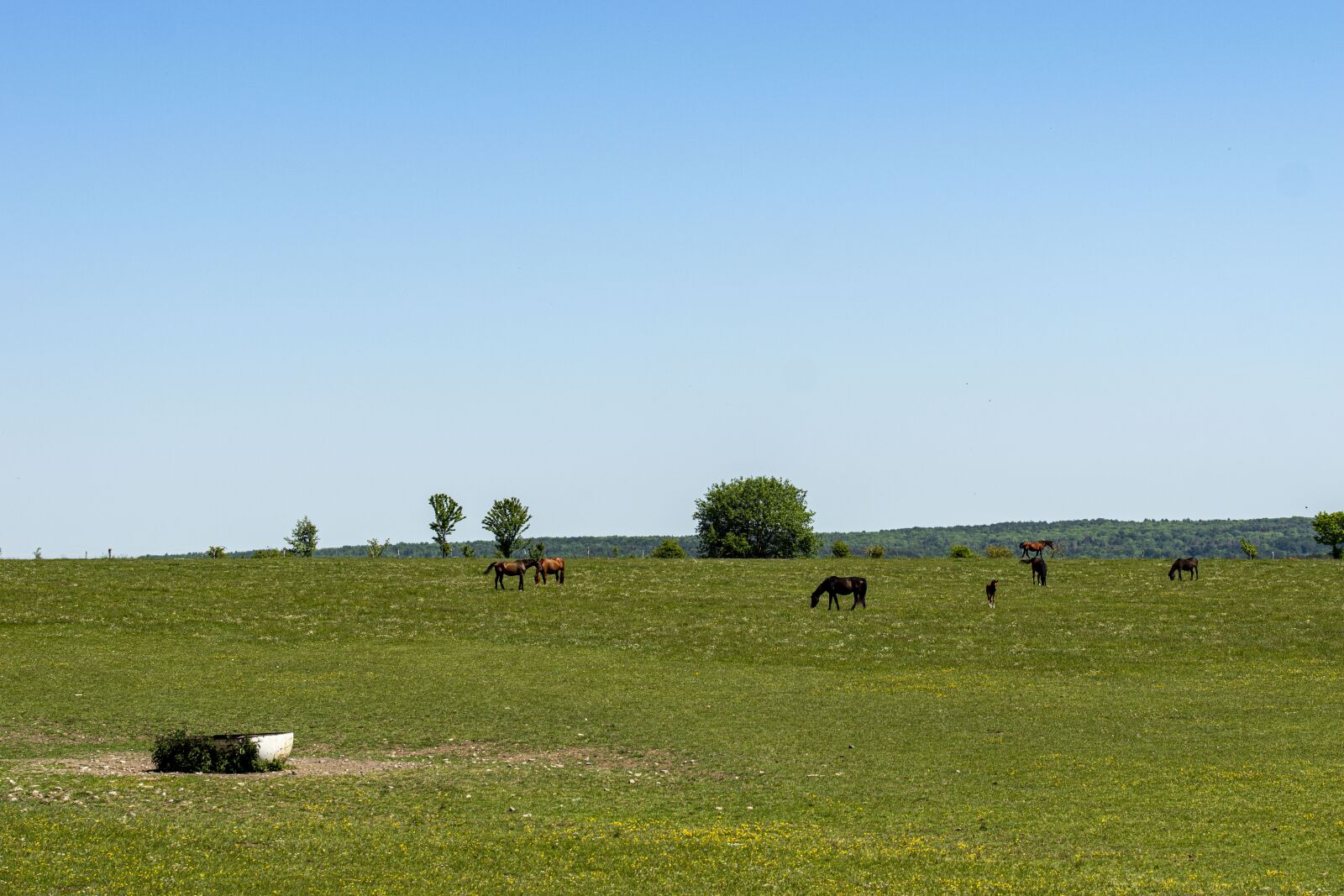 Sony SLT-A68 sample photo. Horses, coupling, landscape photography