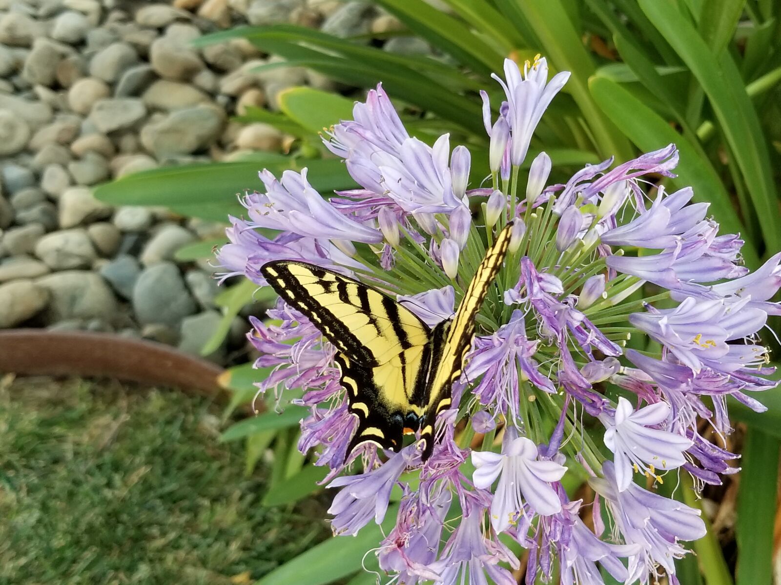 Samsung Galaxy S8+ sample photo. Butterfly, flower, spring photography