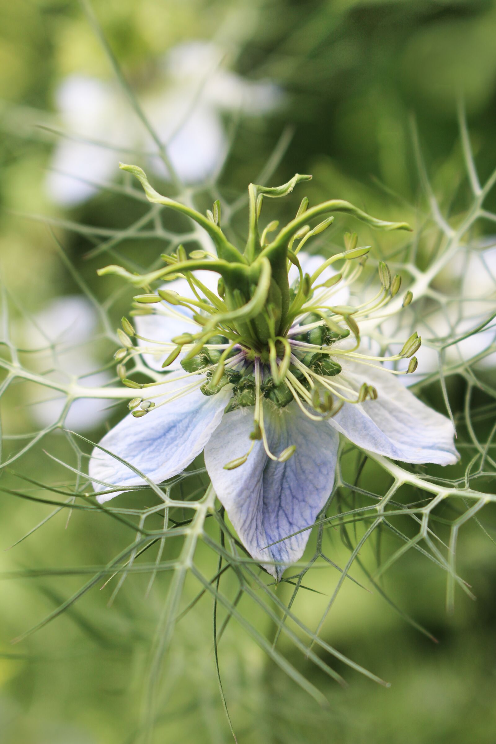 Canon EOS 700D (EOS Rebel T5i / EOS Kiss X7i) sample photo. White, flower, flora photography