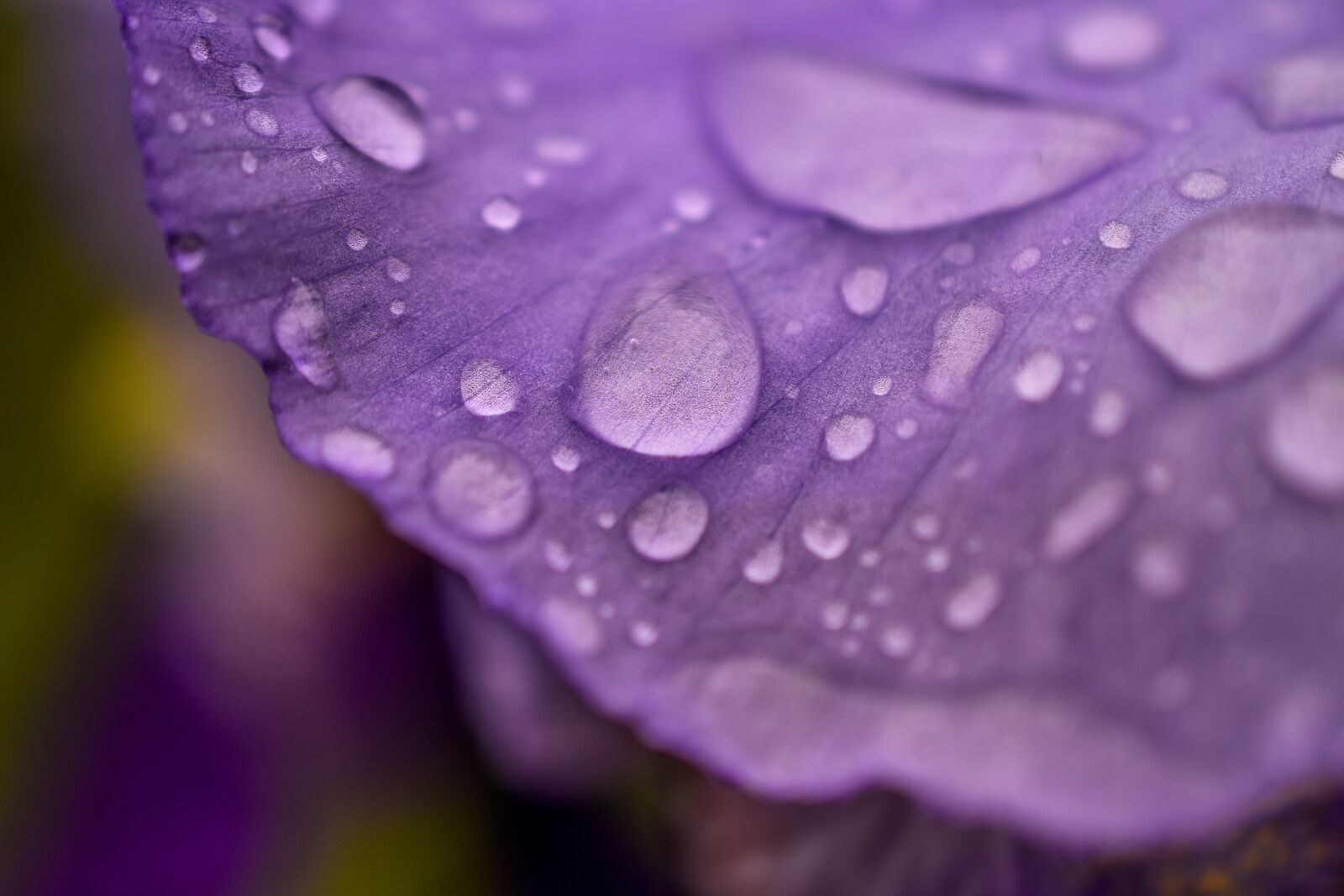 Nikon D3400 sample photo. Spring, rain, flower photography