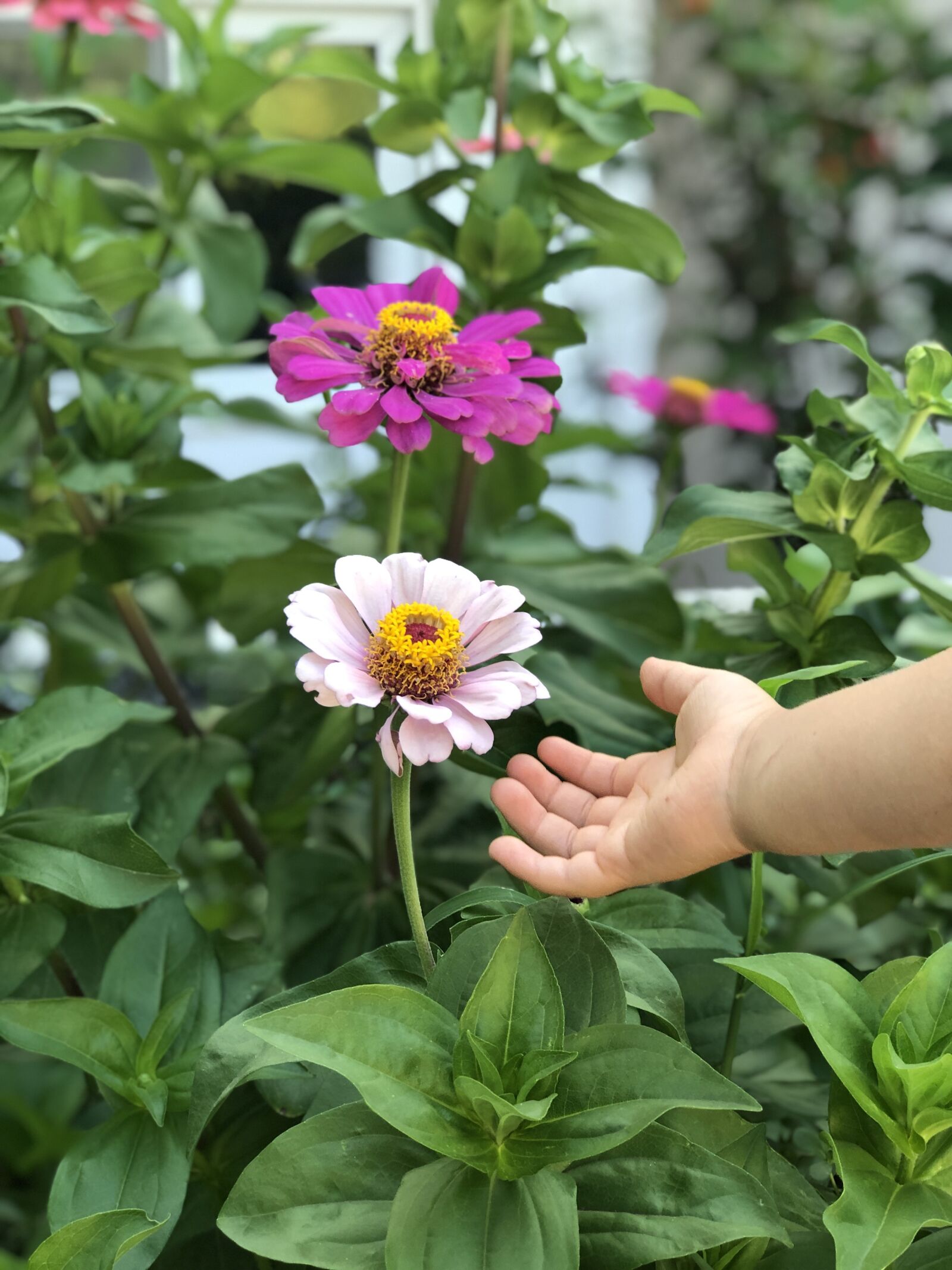 iPhone 8 Plus back dual camera 6.6mm f/2.8 sample photo. Flowers, kids, hand photography