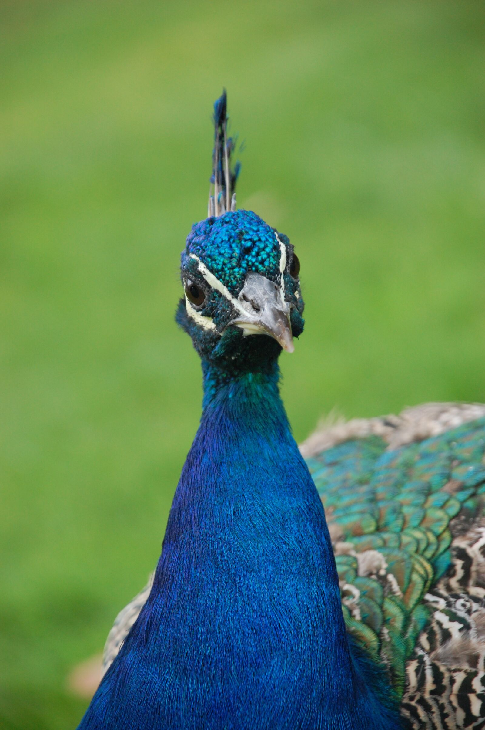 Nikon D40 sample photo. Peacock, bird, animals photography