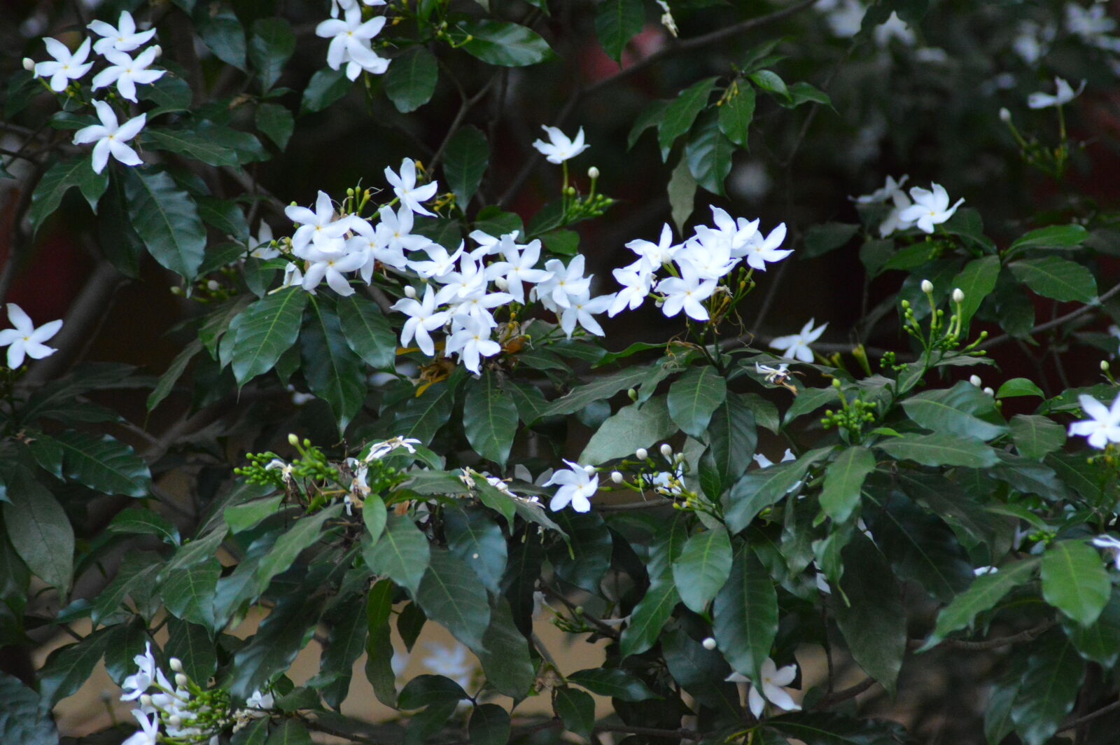 Nikon D3200 sample photo. Closeup, photo, of, white photography