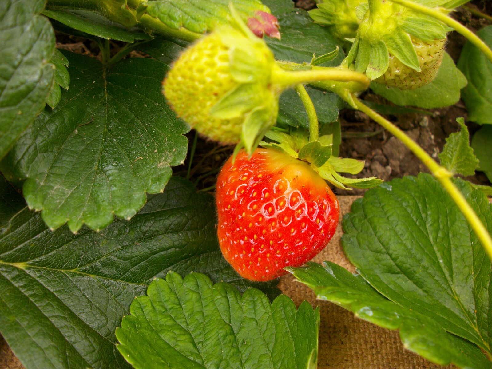 Pentax Optio M85 sample photo. Strawberry, green, red photography