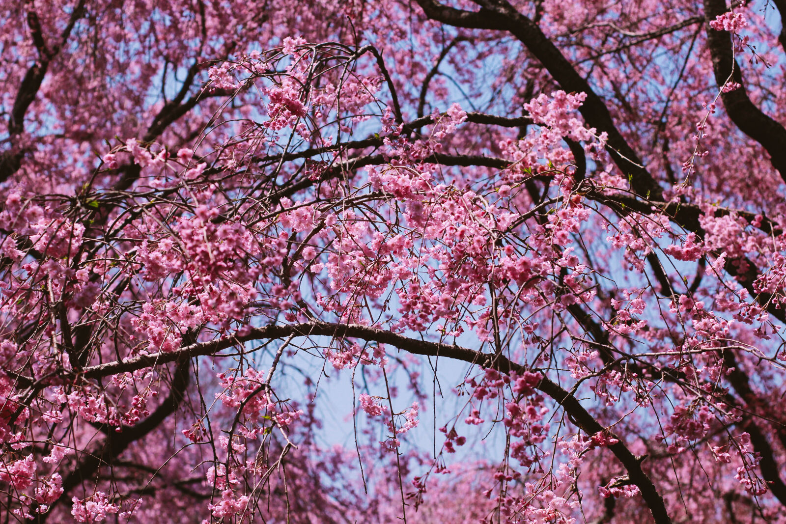 Canon EOS 600D (Rebel EOS T3i / EOS Kiss X5) + Canon EF 50mm F1.4 USM sample photo. Beautiful, flowers, cherry, blossom photography