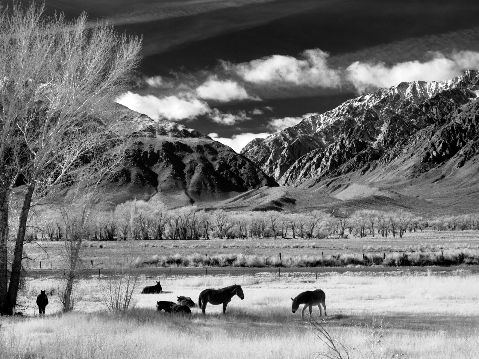 Phase One P21 sample photo. Horses, horse pasture, pasture photography