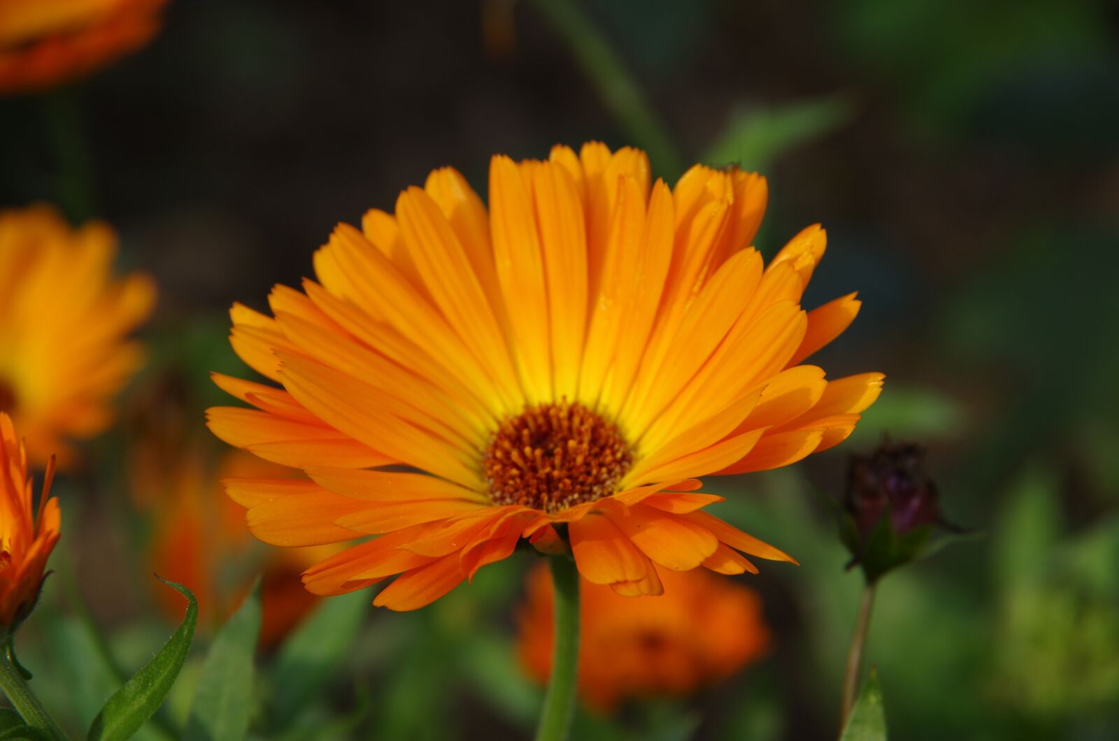 Pentax K-5 sample photo. Marigold, orange, garden photography
