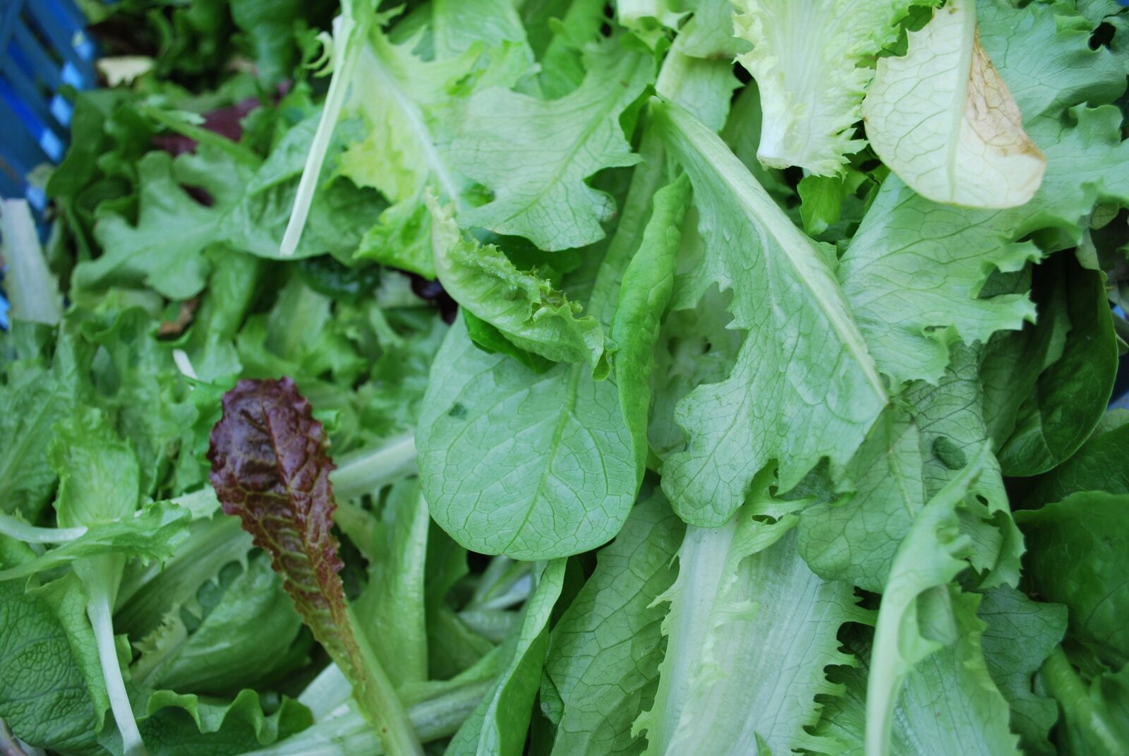 Nikon D60 sample photo. Green, salad, fresh photography
