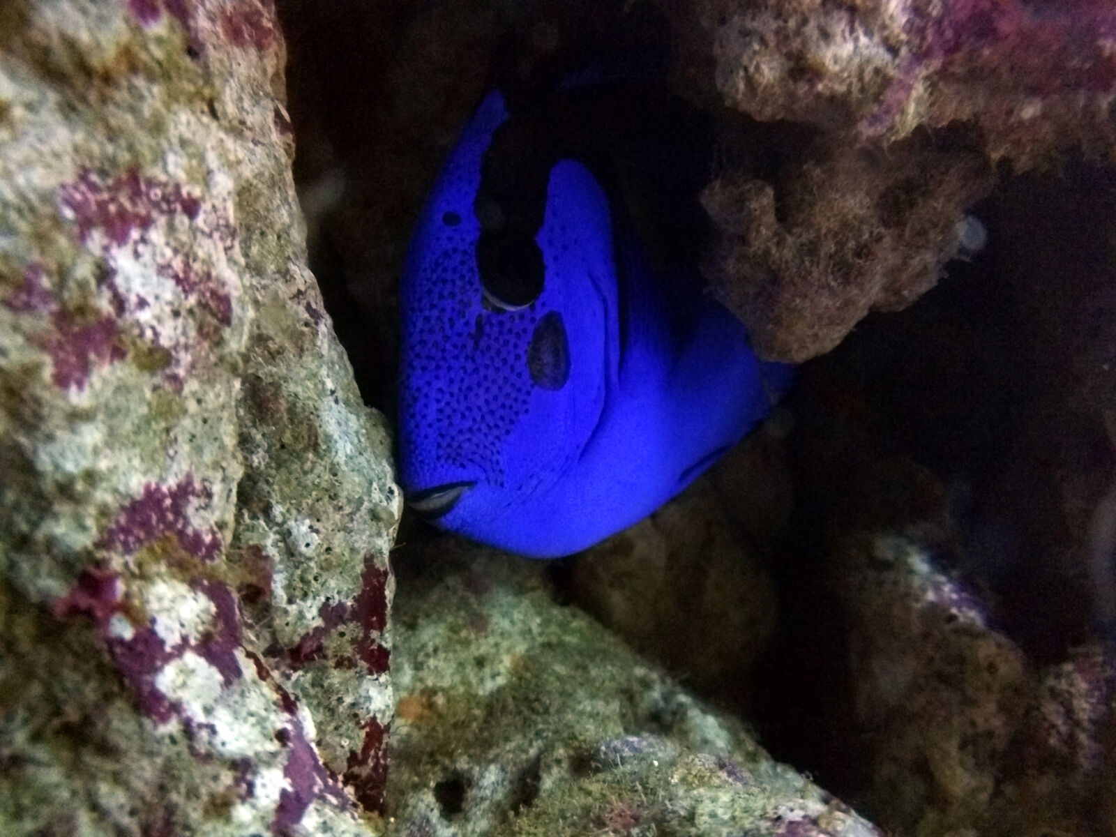 Motorola Nexus 6 sample photo. Aquarium, blue, blue, fish photography