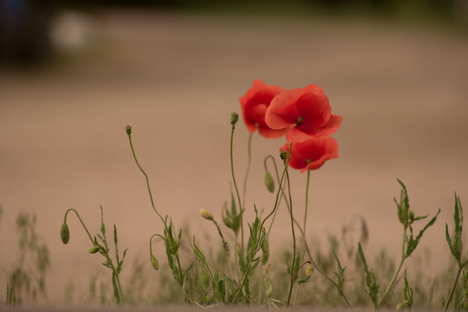 Nikon D5600 sample photo. Poppy, flower, nature photography
