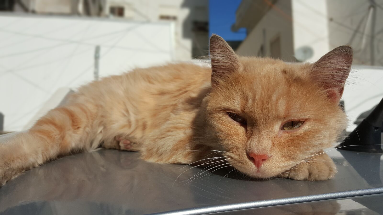 Samsung Galaxy Note5 sample photo. Cat, cute, pet photography