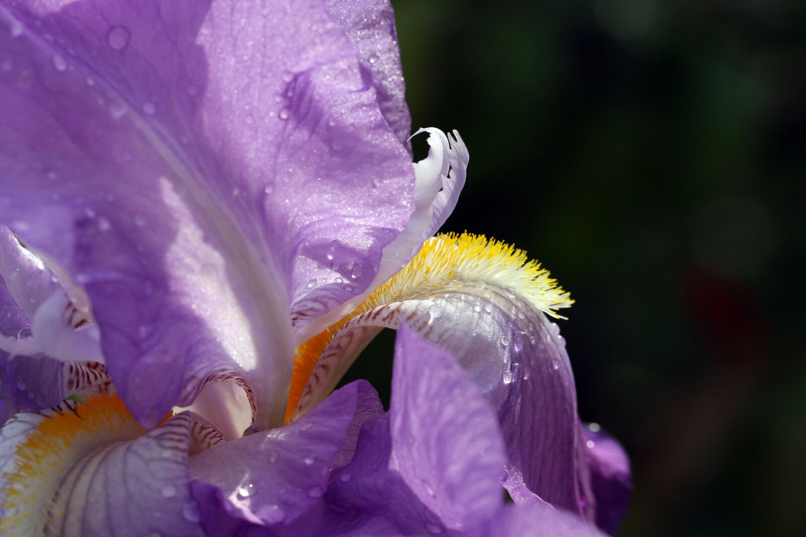 Canon EOS 7D Mark II sample photo. Iris, spring, violet photography