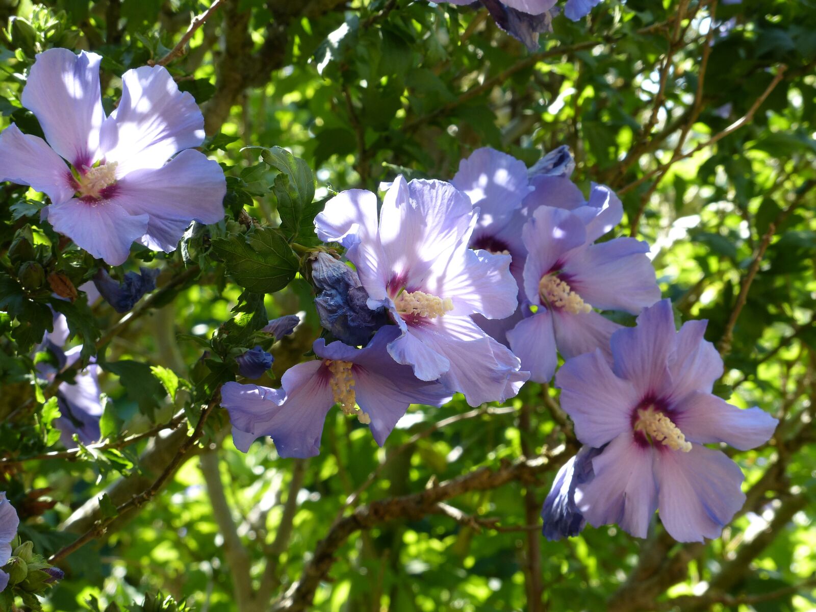 Panasonic Lumix DMC-FZ200 sample photo. Mallow, flowers, holyhook photography