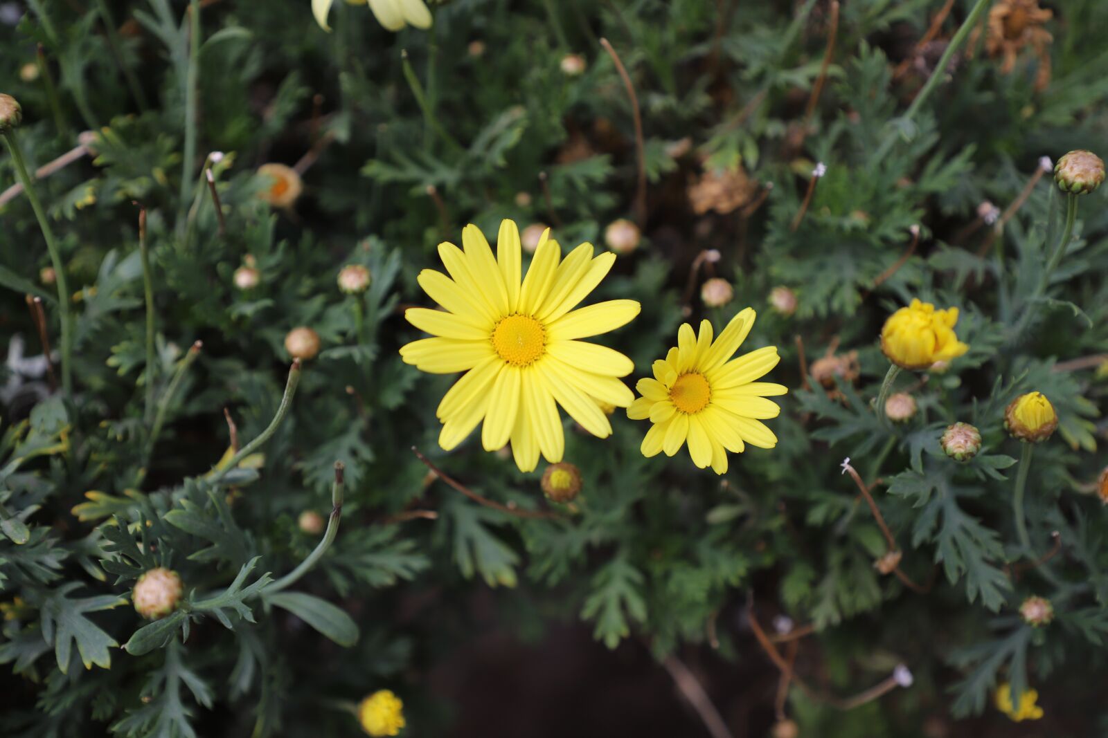 Canon EOS 6D Mark II sample photo. Margaritas, yellow, flower photography