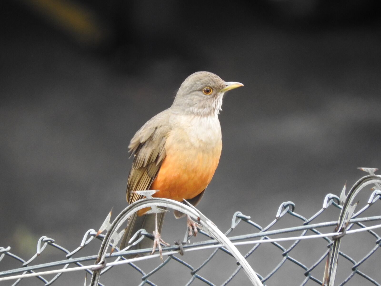 Nikon Coolpix P610 sample photo. Birdie, brazilian bird, know photography