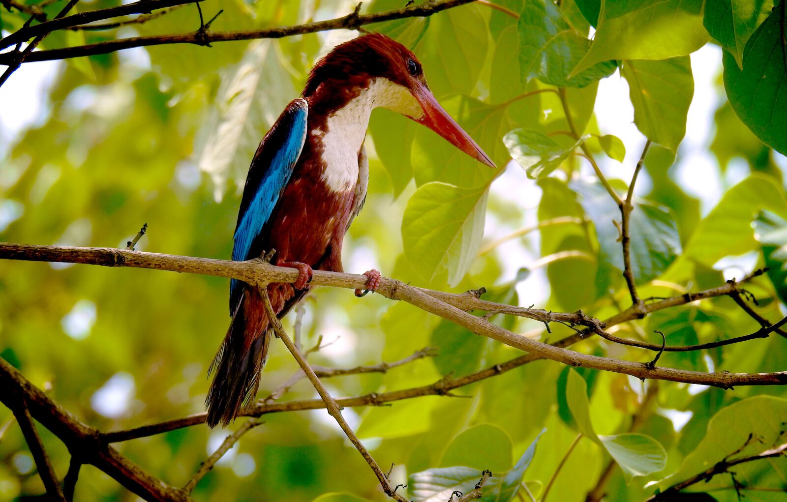 Nikon Coolpix P900 sample photo. Nature, kingfisher, photographer photography