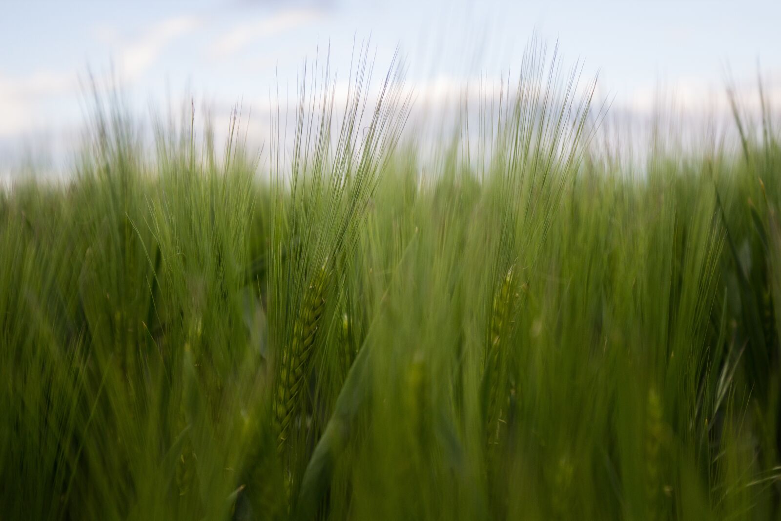 Canon EOS 600D (Rebel EOS T3i / EOS Kiss X5) + Canon EF 16-35mm F4L IS USM sample photo. Cornfield, field, green photography