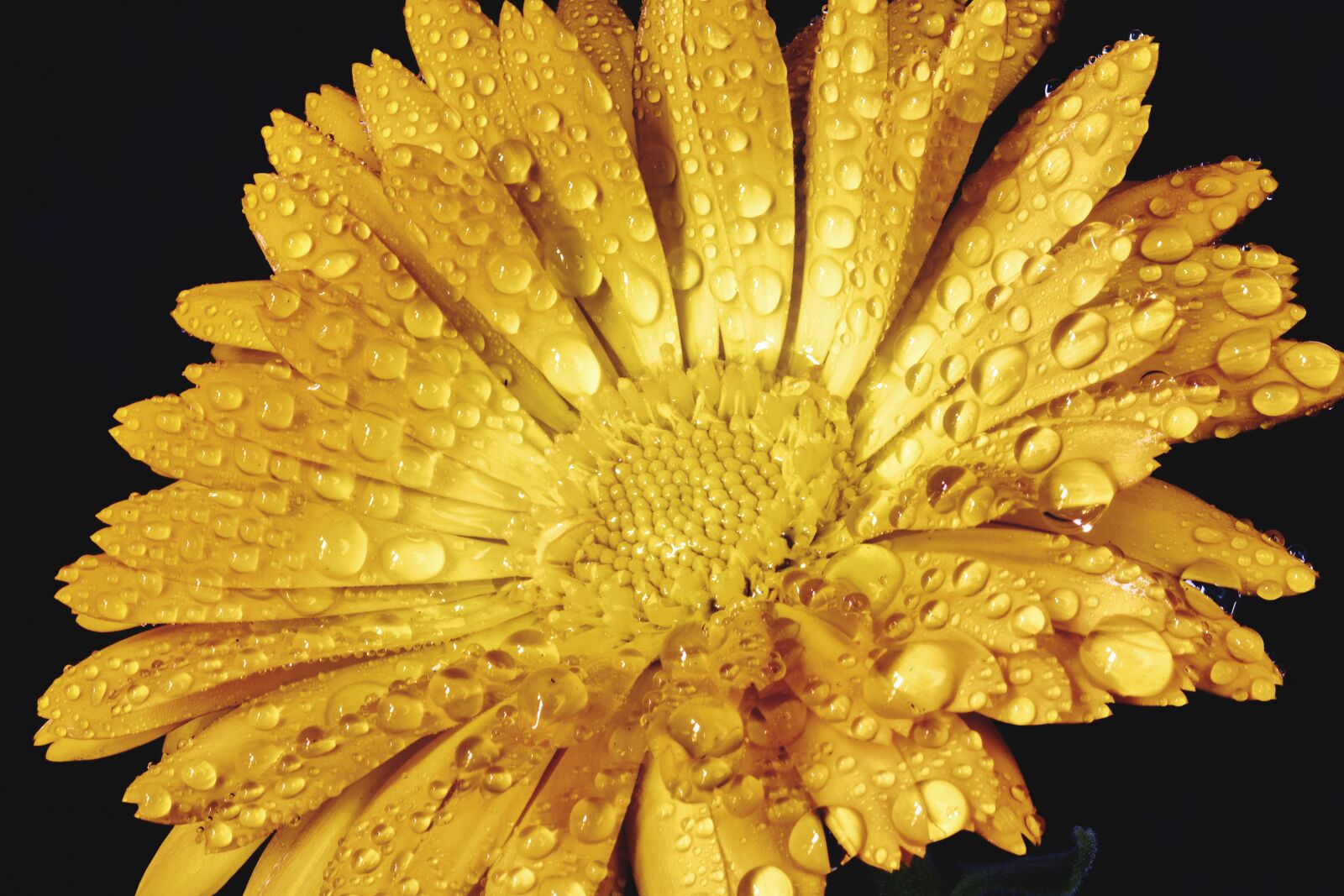 Canon EF 100mm F2.8L Macro IS USM sample photo. Marigold, raindrops, bloom photography