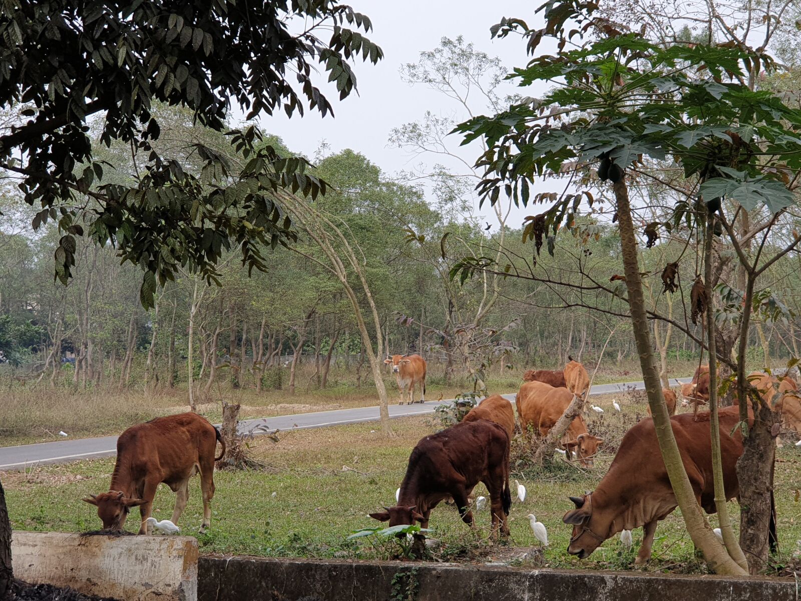 Samsung Galaxy Note9 sample photo. Cattle, taiwan yellow cattle photography