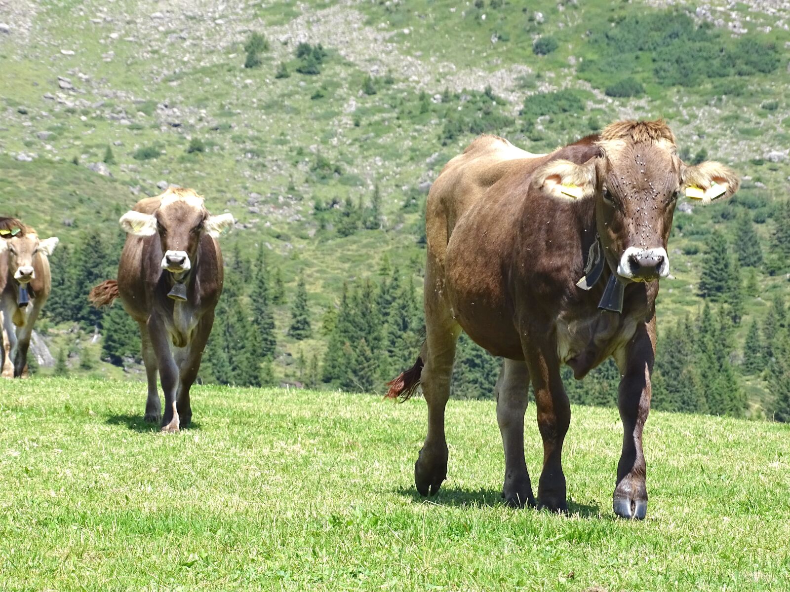 Sony Cyber-shot DSC-HX400V sample photo. Cows, cattle, alp photography
