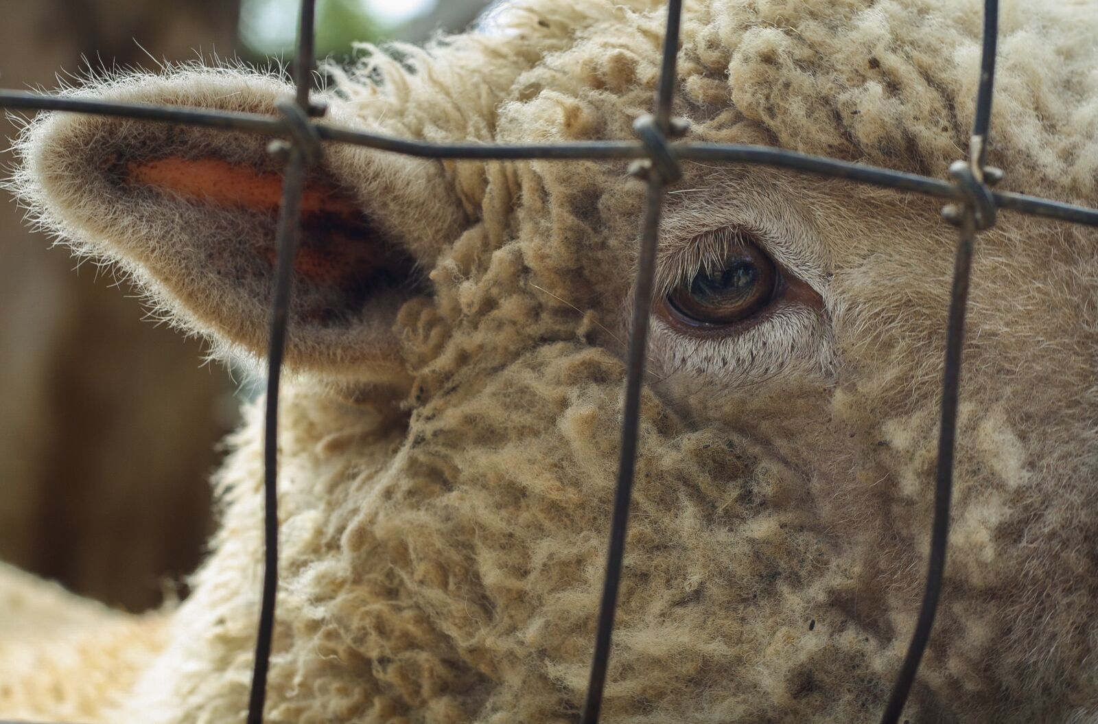 Canon EOS 1000D (EOS Digital Rebel XS / EOS Kiss F) + Canon EF 50mm F1.8 STM sample photo. Sheep, farm, lamb photography