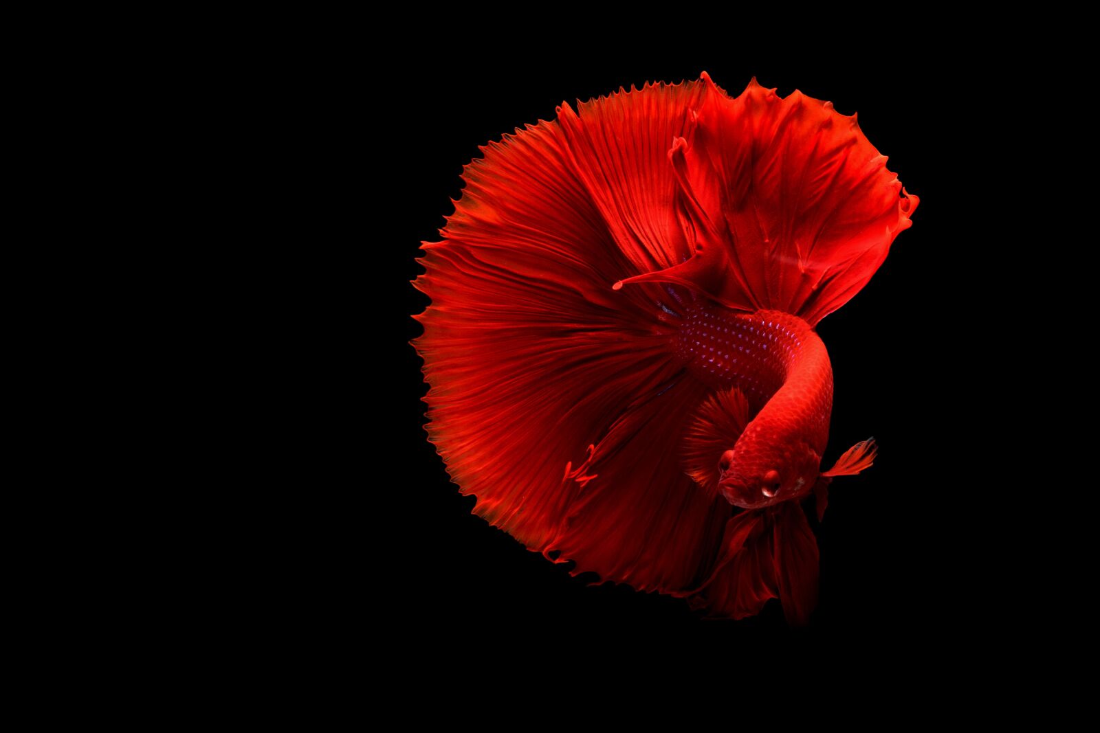 Nikon D750 sample photo. Fish, underwater, red photography