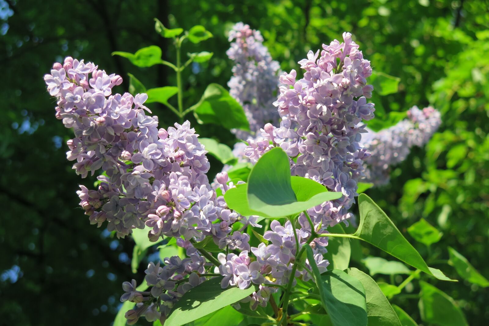 Canon PowerShot G16 sample photo. Lilac, spring photography