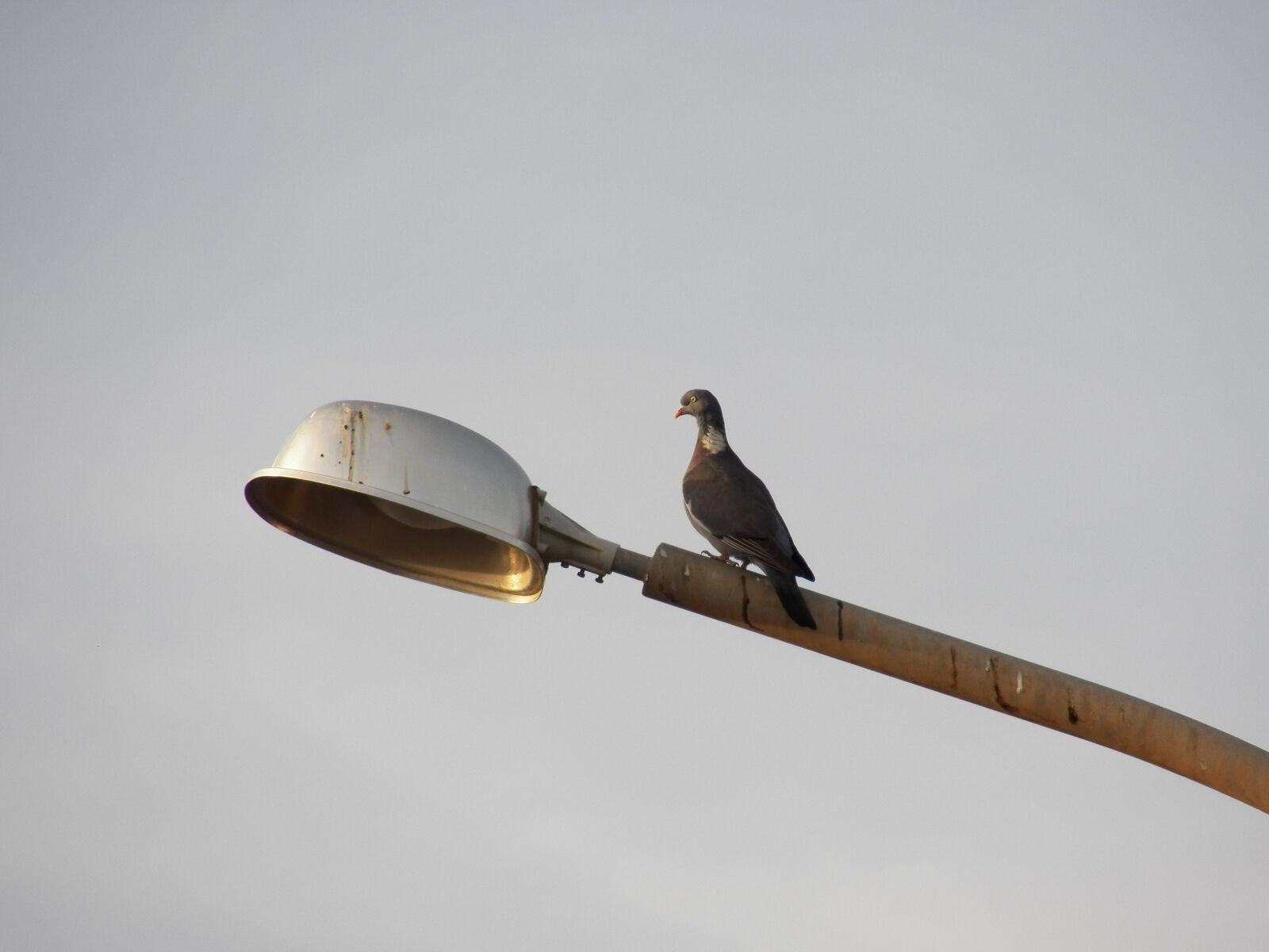 Kodak EasyShare Z990 (EasyShare Max) sample photo. Bird, streetlamp, lamp photography