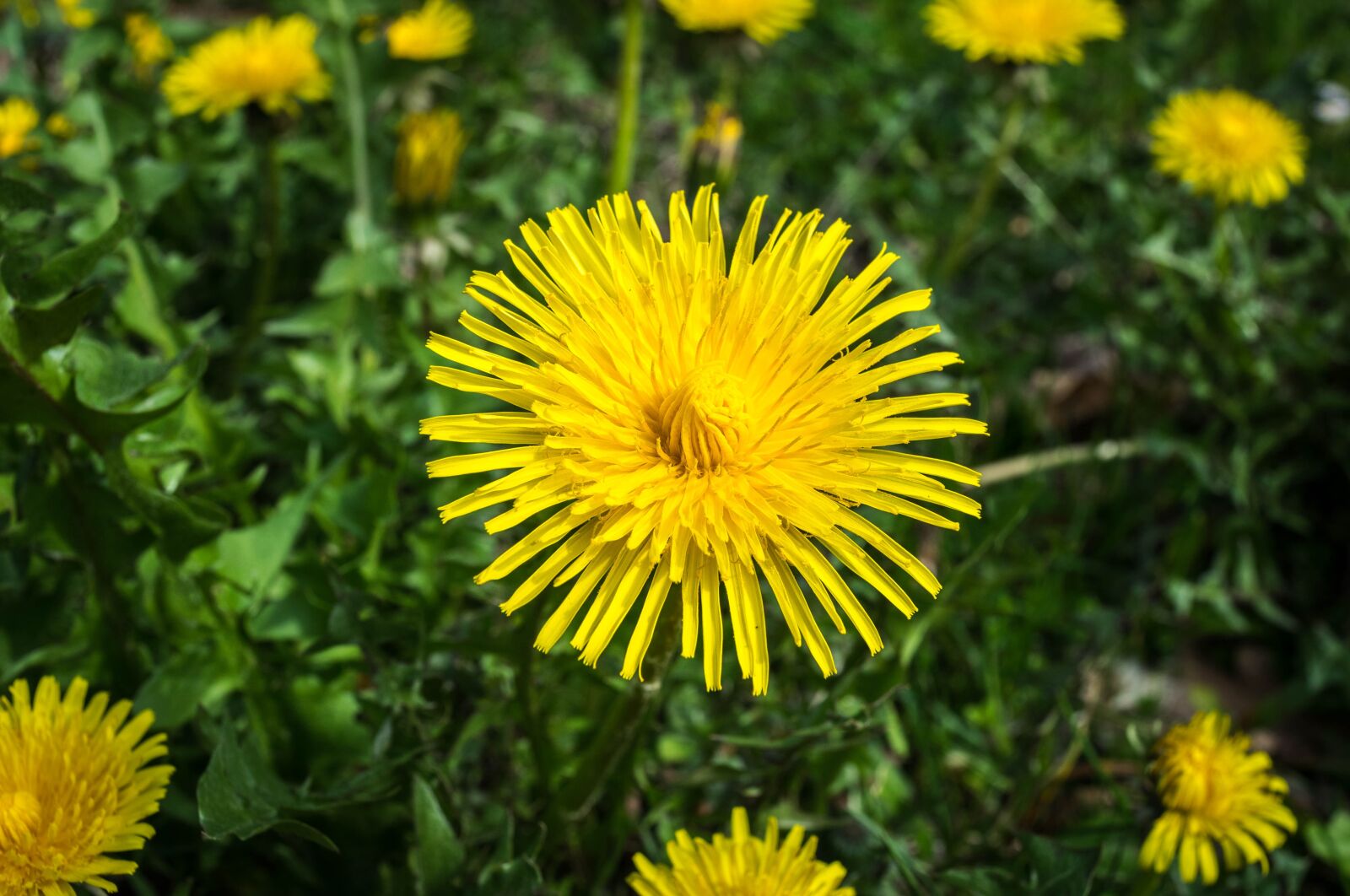 Nikon D3300 sample photo. Dandelion, flower, yellow photography