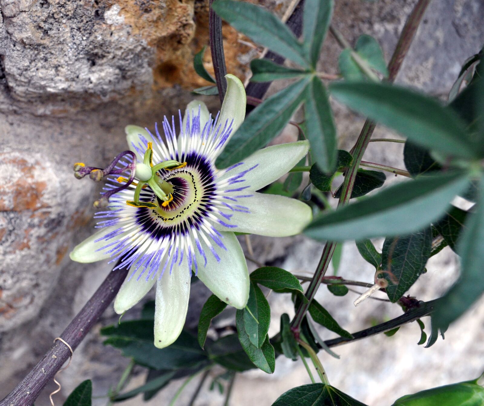 Nikon D5000 sample photo. Flower, nature, spring photography