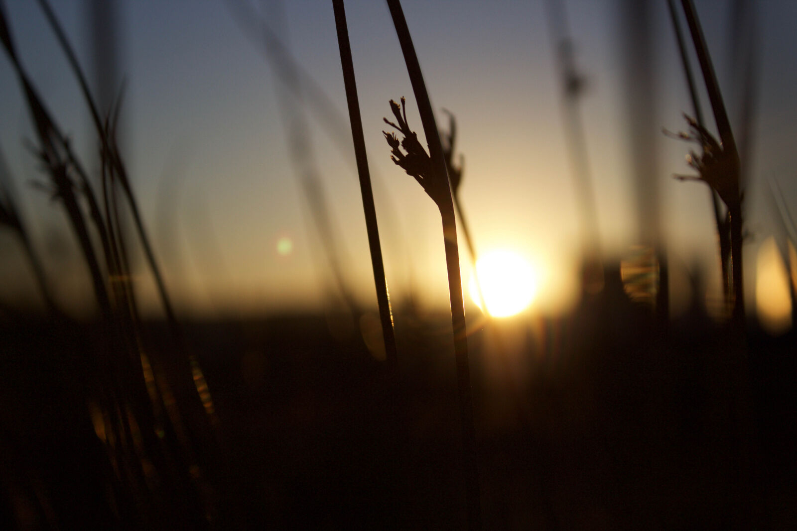 Canon EOS 1200D (EOS Rebel T5 / EOS Kiss X70 / EOS Hi) sample photo. Close, up, of, silhouette photography