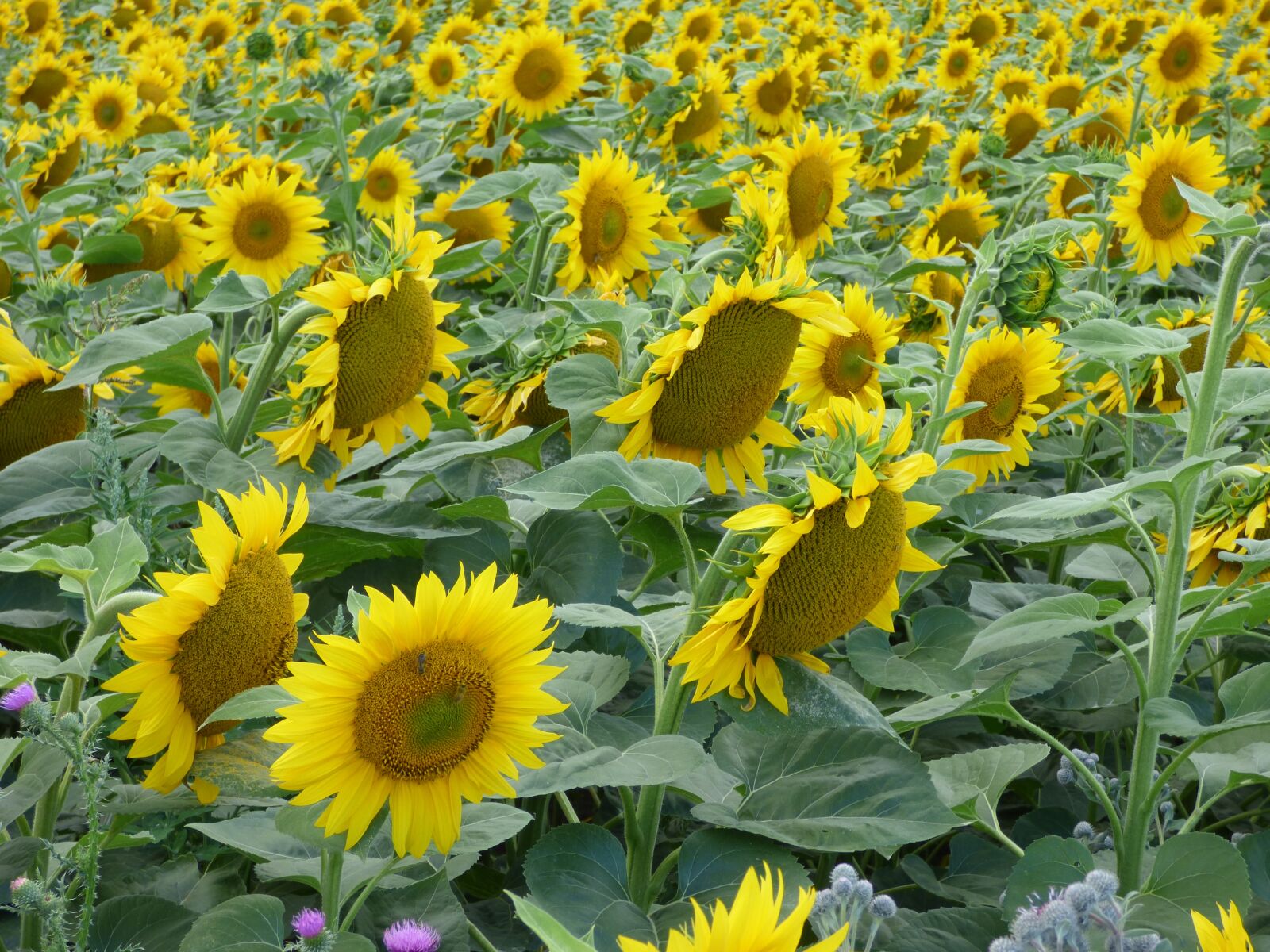 Panasonic DMC-FZ72 sample photo. Sunflower, flower, yellow photography