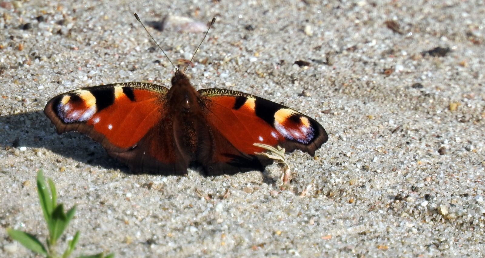 Nikon Coolpix P900 sample photo. Butterfly, spring, insect photography