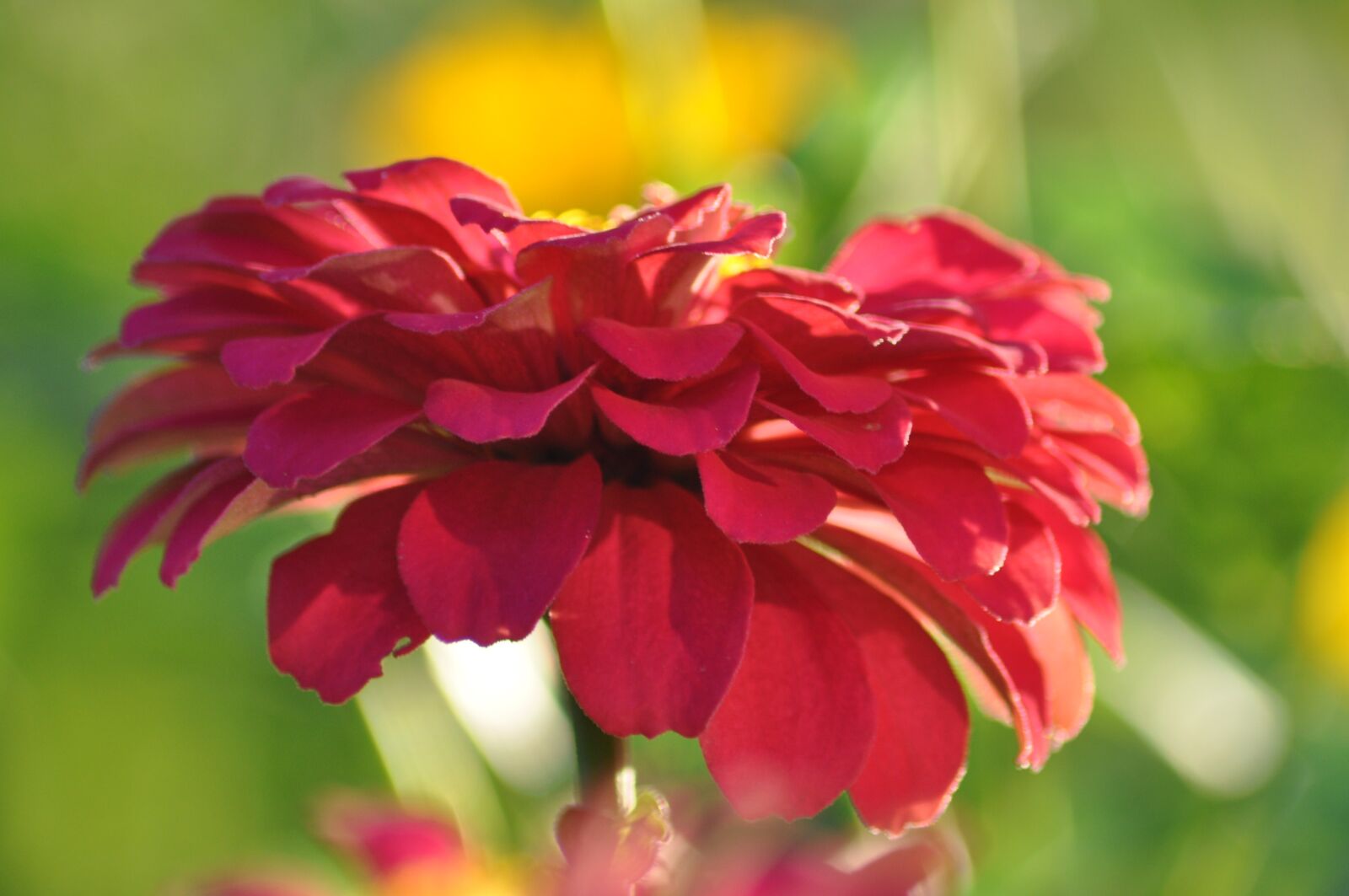 Nikon D90 sample photo. Flower, summer, summer flowers photography
